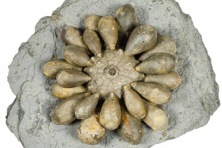 Jurassic Club Urchin (Asterocidaris) - Boulemane, Morocco #366892